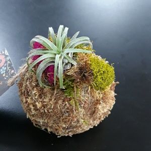 Rainey's WhimZ's Accents - Moss bowl with Air Plant Rainey's WhimZ's Accents - Moss bowl with Air Plant